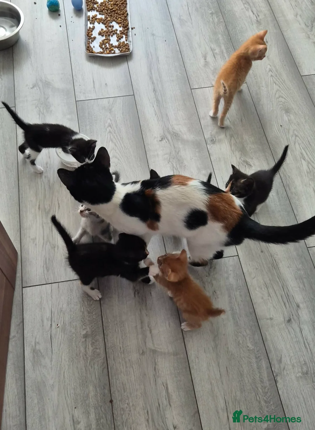 Mixed Breed cats for sale: Kittens in Coventry - Advert 2
