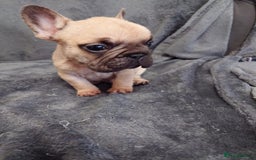 French Bulldog dogs for sale: 4 Beautiful french bulldog puppies  - Image 7