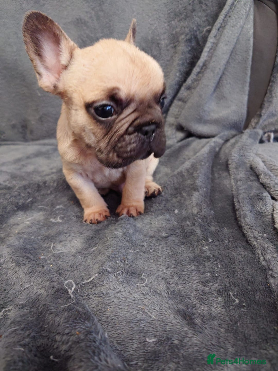 French Bulldog dogs for sale: 4 Beautiful french bulldog puppies  - Image 7