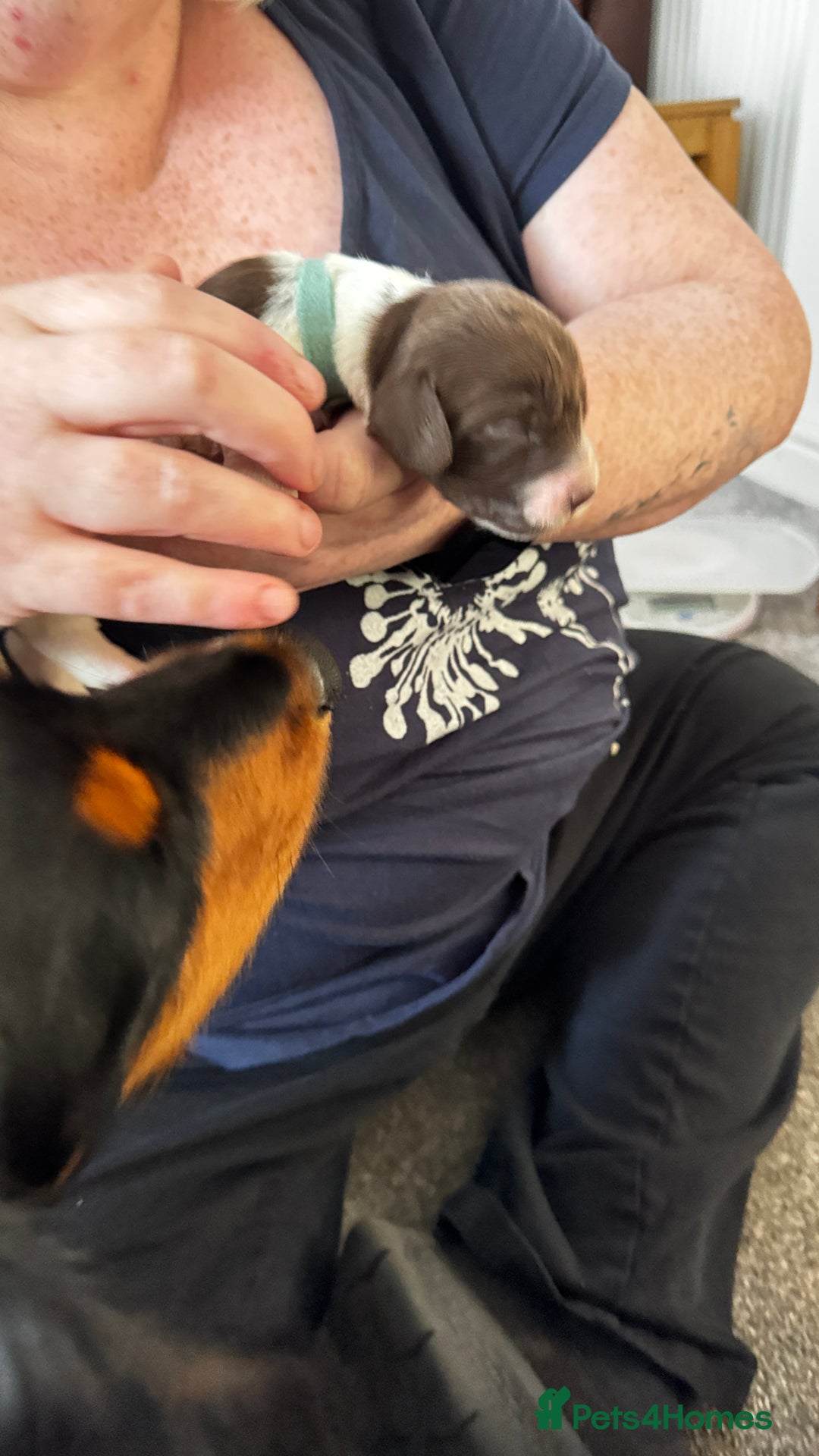 Cocker Spaniel dogs for sale: Final 2 pups in the Litter - Image 15