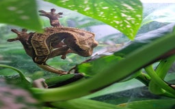 Gecko reptiles for sale: Beautiful female crested gecko - Image 6