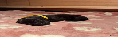 Great Dane 6