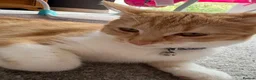Mixed Breed cats for sale: Female cat looking for forever home  - Advert 6