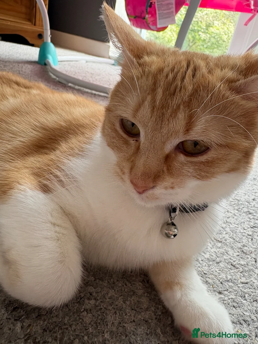 Mixed Breed cats for sale: Female cat looking for forever home  - Advert 6