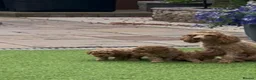 Toy Poodle dogs for sale: 3 Adorable Male Red Toy Poodle Puppies - Advert 5