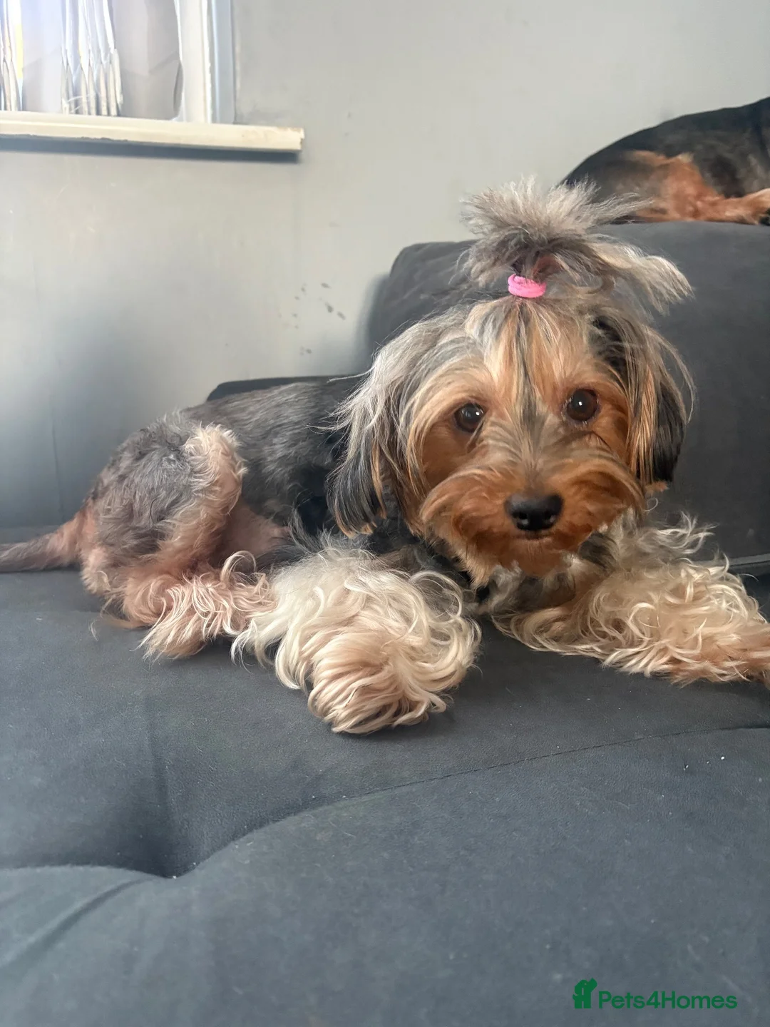 Yorkshire Terrier dogs for sale: 2 Male Yorkshire Terrier puppies  - Advert 2