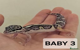 Leopard Gecko reptiles for sale: Home bred leopard geckos  - Image 4
