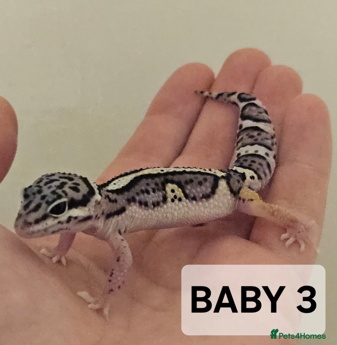 Leopard Gecko reptiles for sale: Home bred leopard geckos  - Image 4