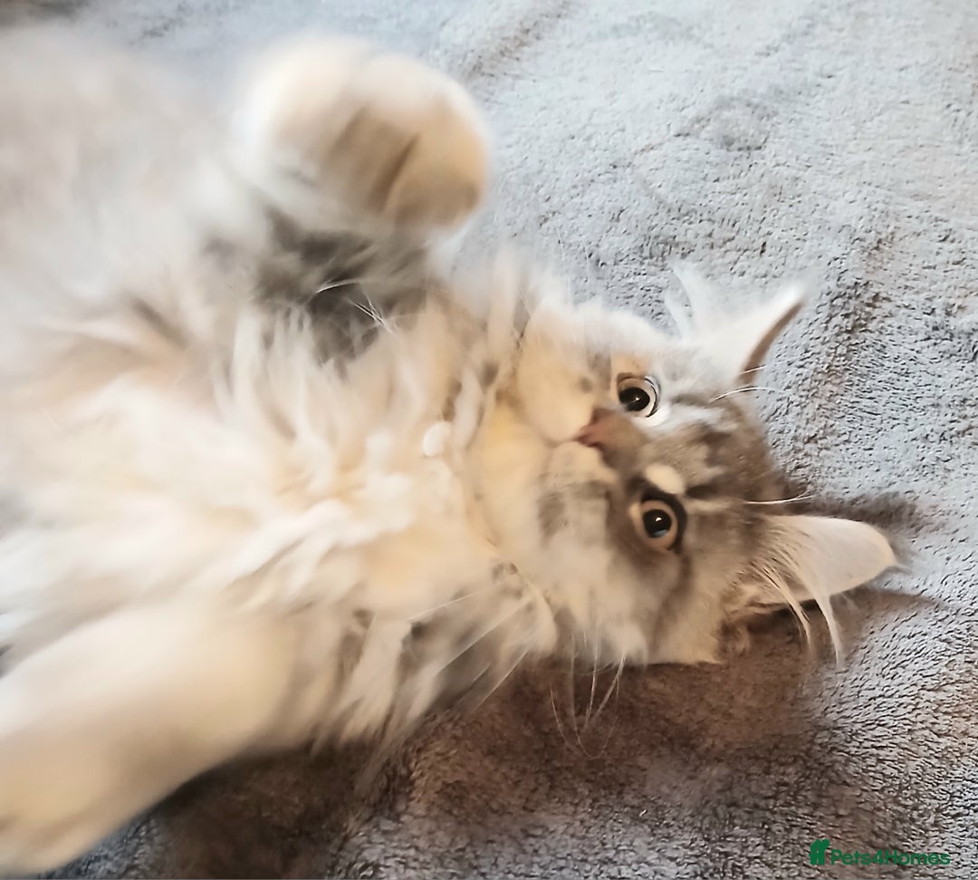 Maine Coon cats for sale: Beautiful TICA reg girl READY NOW! - Advert 8