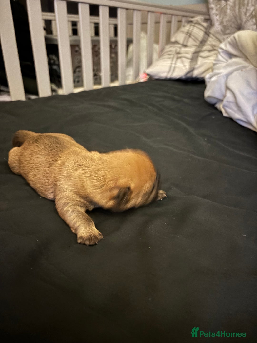 Mixed Breed dogs for sale: Floodles - Advert 14