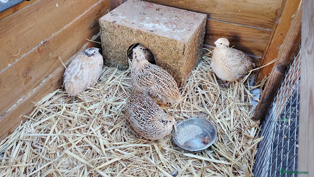 Quail poultry for sale: 5 Female Coturnix Quails (Hens) in ELY - Advert 2