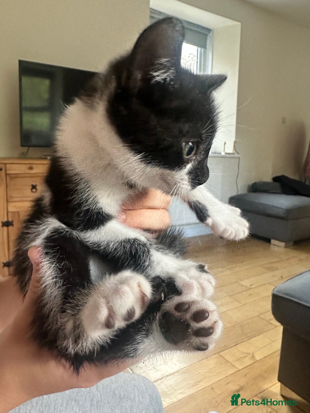 Domestic Shorthair cats for sale: Gorgeous traditional Black and white kittens  - Image 8