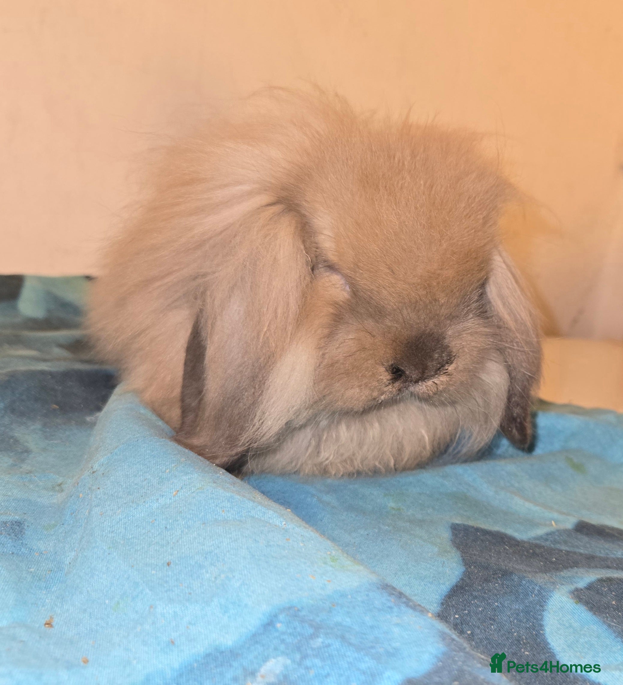 Mini Lion Lop rabbits Adorable small mini lion lop baby  - Advert 9