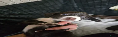 Sprocker 7