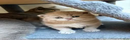 British Shorthair cats for sale: Fawn Pure Pedigree GCCF British Short Hair in Reading - Advert 5