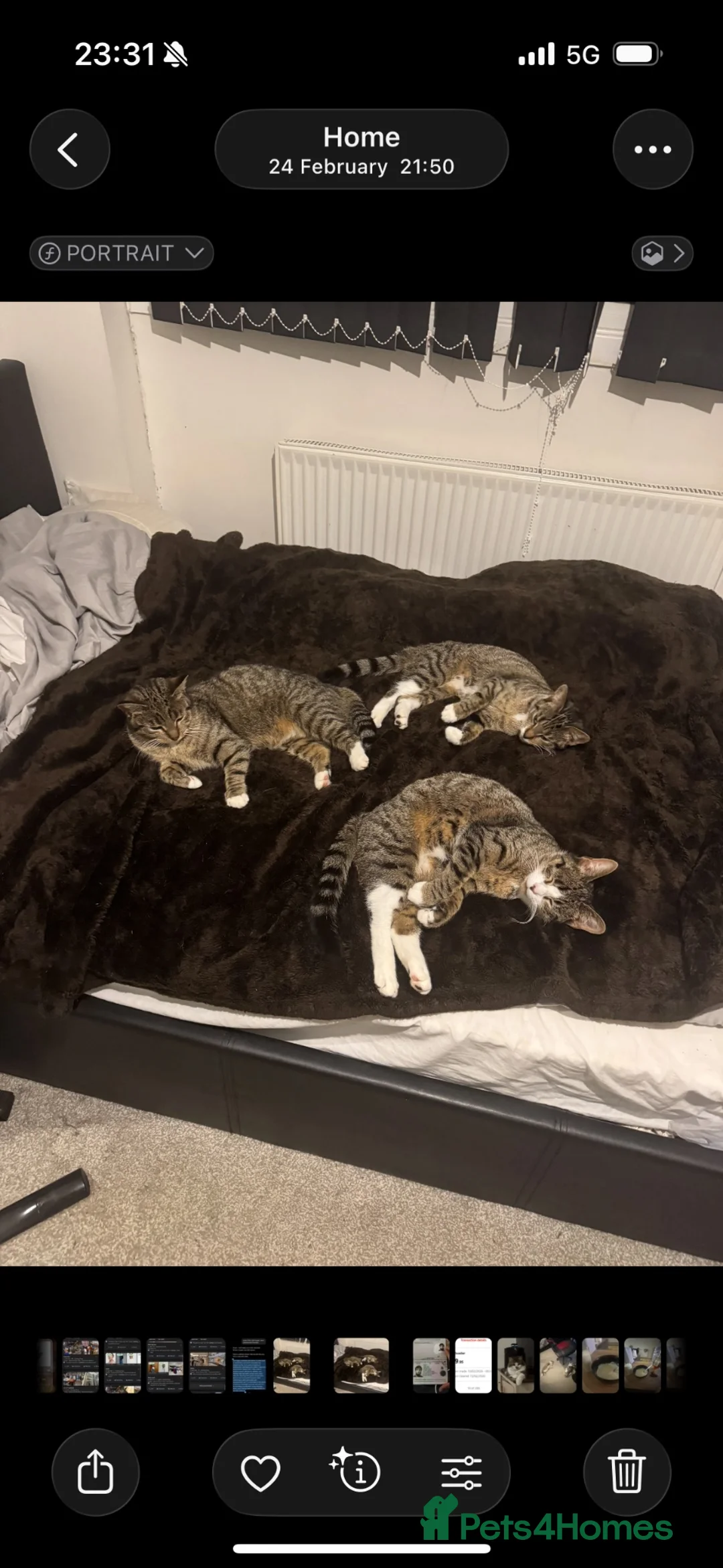 Aegean cats for sale: 5 male greek aegan kittens  - Advert 6