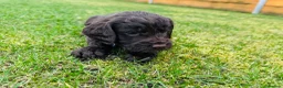 Cockapoo dogs for sale: Chocolate & chocolate Merle Cockapoo Babies 🐾🐾🐾 - Advert 7