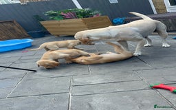 Labrador Retriever dogs for sale: Labrador Retrievers ** only 2 girls left ** - Image 8