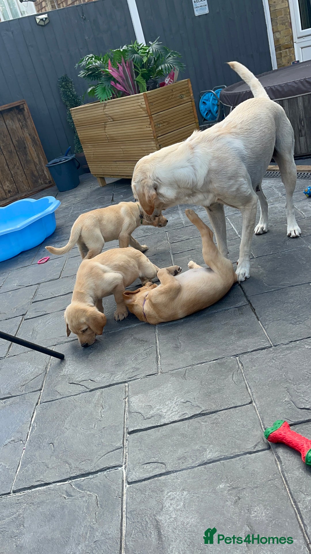 Labrador Retriever dogs for sale: Labrador Retrievers ** only 2 girls left ** - Image 8