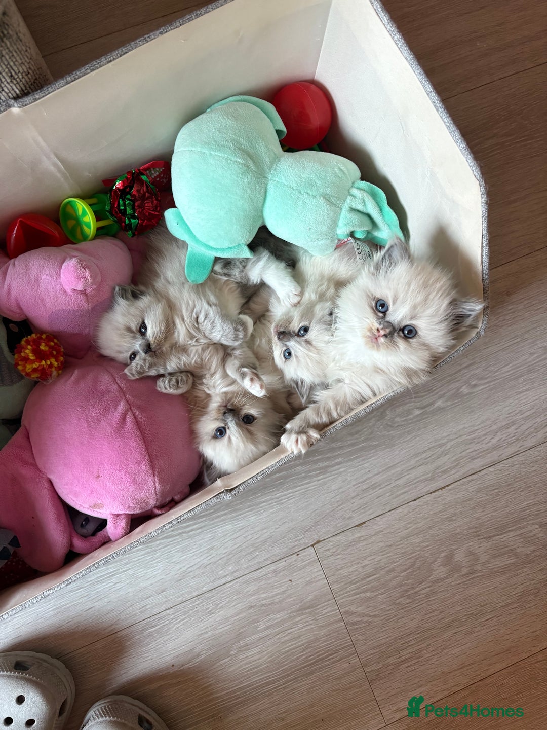 Ragdoll cats for sale: Ragdoll kittens for sale  - Advert 12