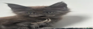 Maine Coon 7