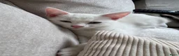 Mixed Breed cats for sale: 2x Kittens NOT SIBLINGS HAVE TO GO TOGETHER - Advert 3