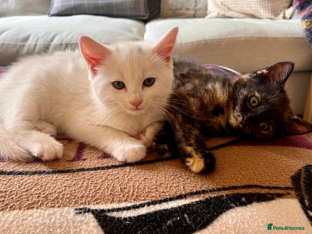 British Longhair cats for sale: 2 adorable kittens looking for their forever home - Image 1