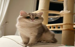 British Shorthair cats for sale: Blue Golden British Shorthair - Image 29