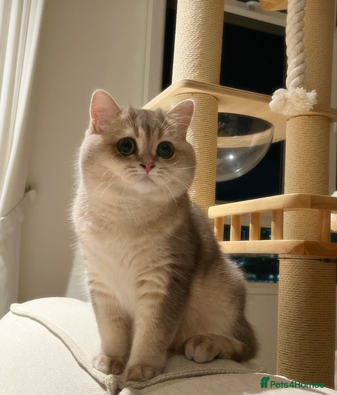 British Shorthair cats for sale: Blue Golden British Shorthair - Image 29