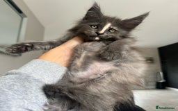 Maine Coon cats for sale: Chunky and outstanding bloodlines  in Benfleet - Image 2