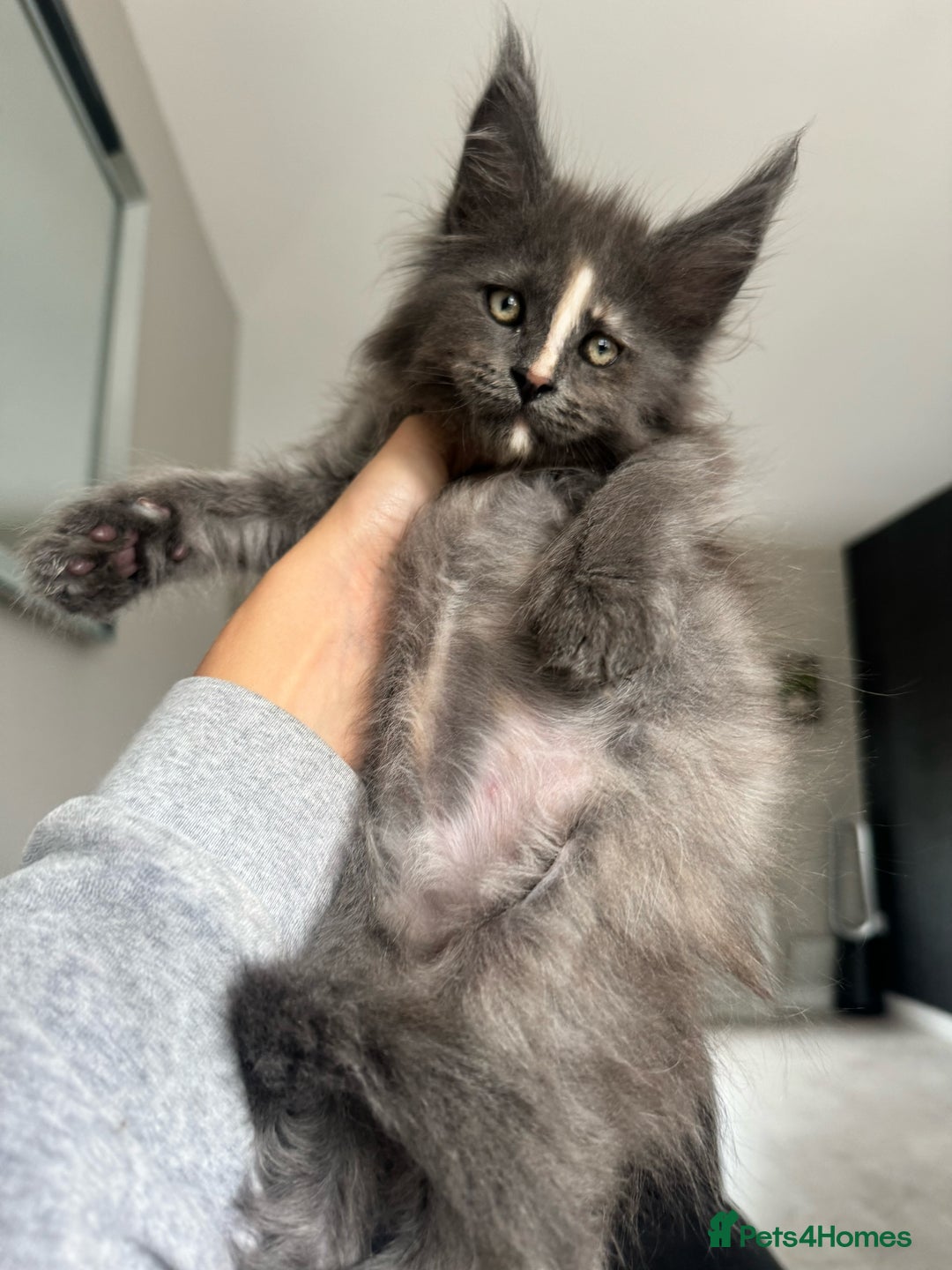 Maine Coon cats for sale: Chunky and outstanding bloodlines  in Benfleet - Image 2