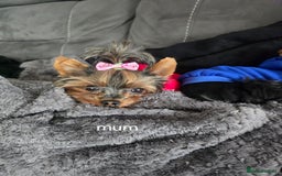 Yorkshire Terrier dogs for sale: Tiny gorgeous baby yorkies  - Image 27
