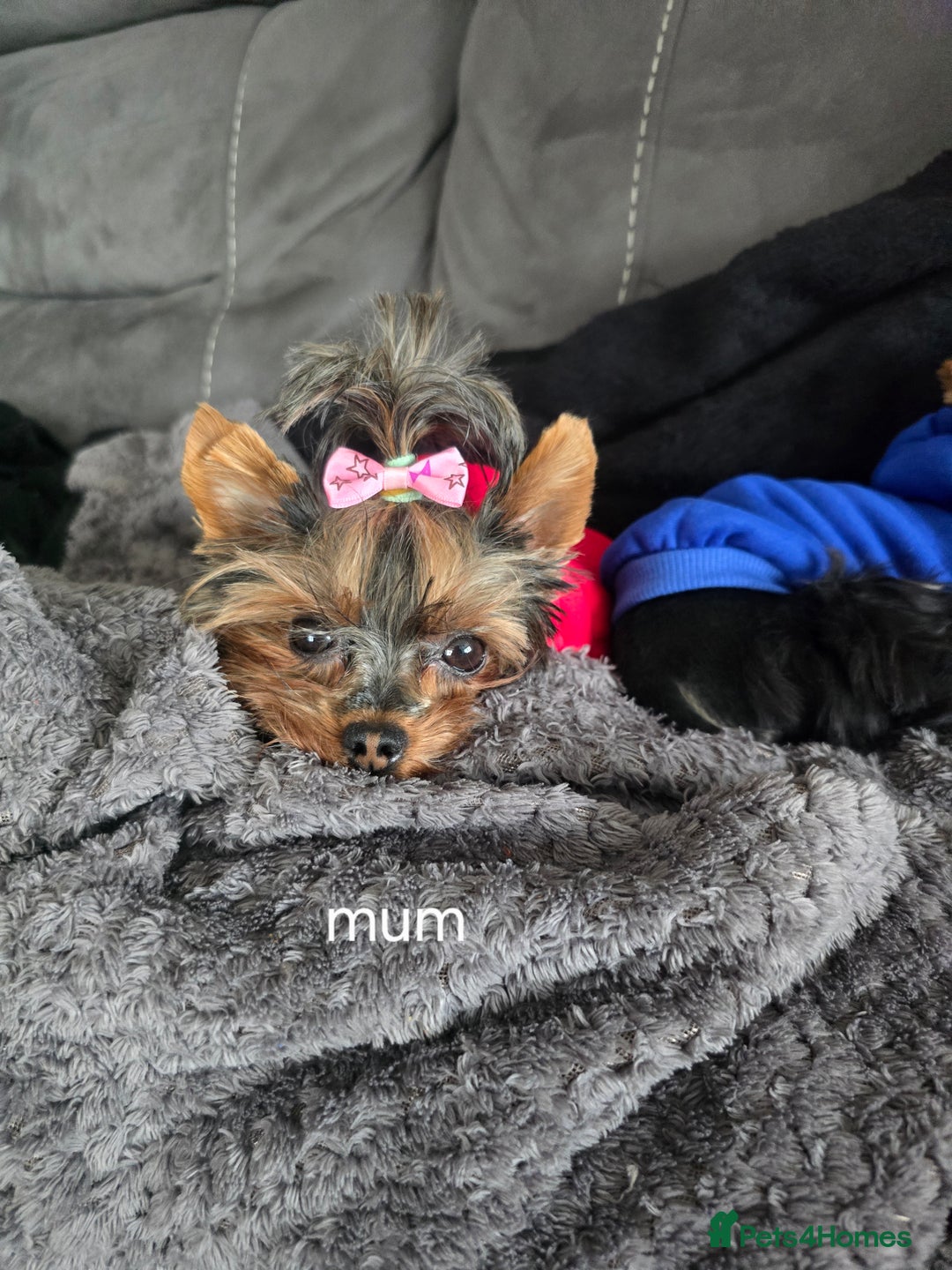 Yorkshire Terrier dogs for sale: Tiny gorgeous baby yorkies  - Image 27