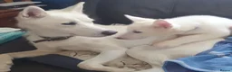 Siberian Husky dogs for sale: 2 female Beautiful White Husky Puppies Ready Now. - Advert 19