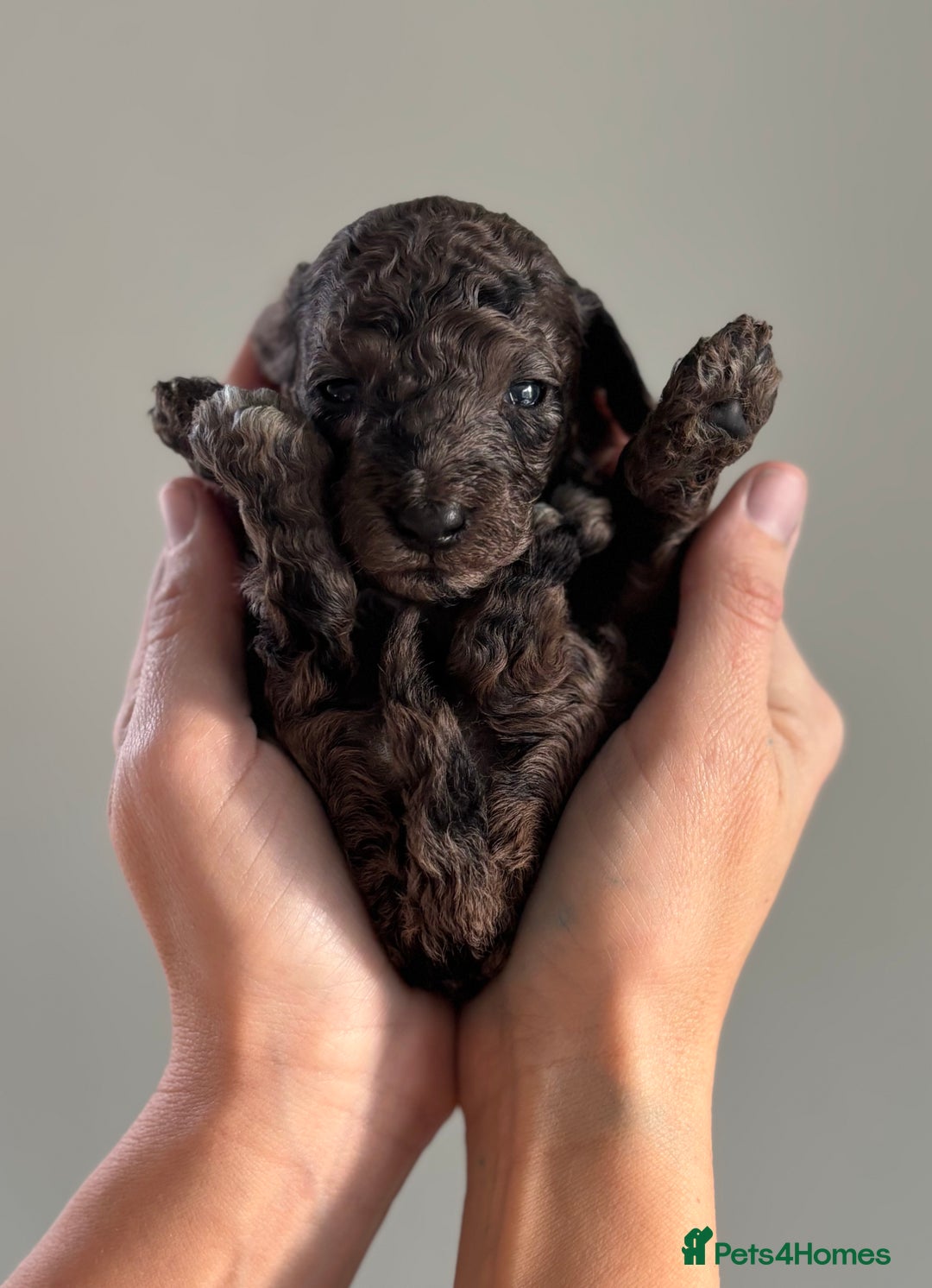 Miniature Poodle dogs for sale: Beautiful health tested miniature poodles  - Advert 4