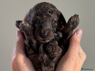 Miniature Poodle dogs Beautiful health tested miniature poodles - Advert 7