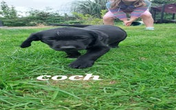 Labrador Retriever dogs for sale: Labrador puppies - Image 4