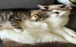 Mixed Breed cats for sale: Theee kittens for sale - Image 6