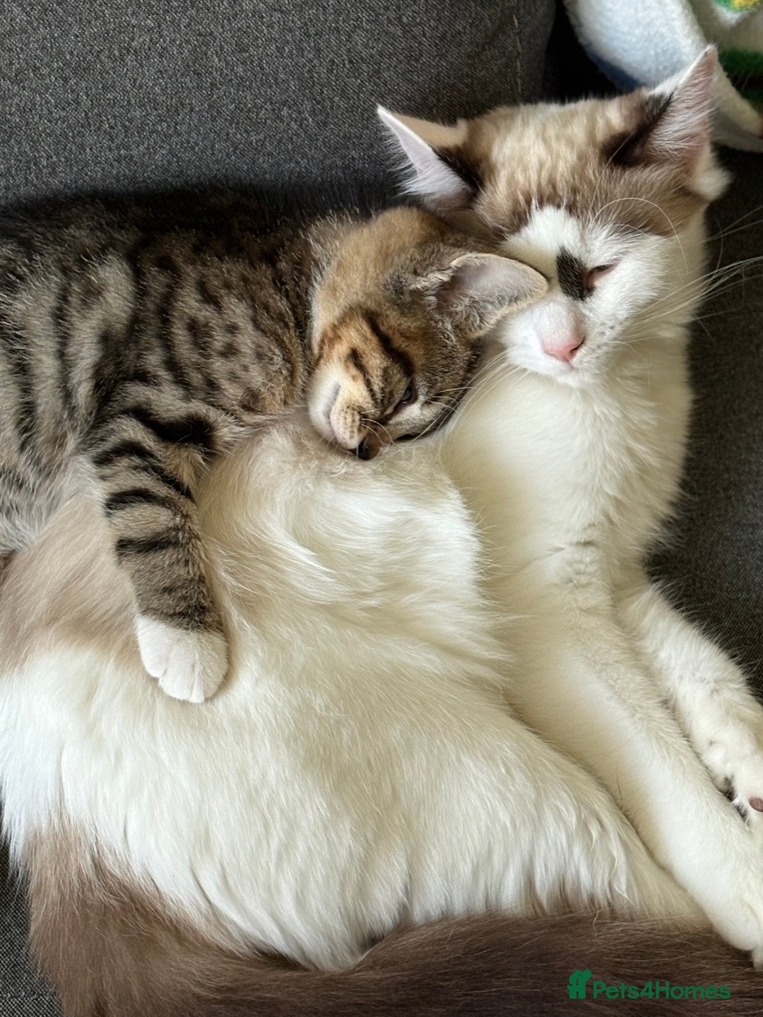 Mixed Breed cats for sale: Theee kittens for sale - Image 6