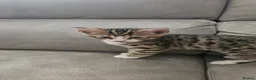 Bengal cats for sale: Bengal kittens - Advert 4