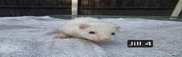Ferret rodents for sale: New Kits Ready To Go  - Advert 8