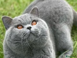 British Shorthair cats in Warrington - Advert 3