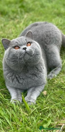 British Shorthair cats 🍁 GCCF Grand Champion Blue Stud 🍁 in Warrington - Advert 11