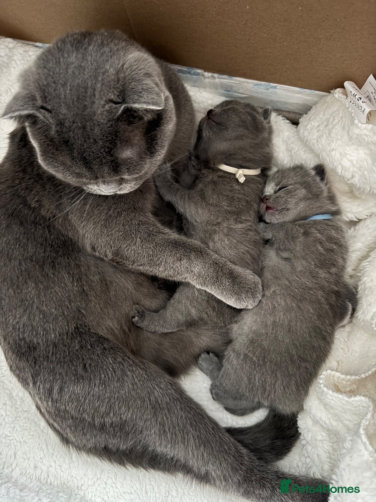 British Shorthair cats British shorthair/Scottish fold  - Advert 18