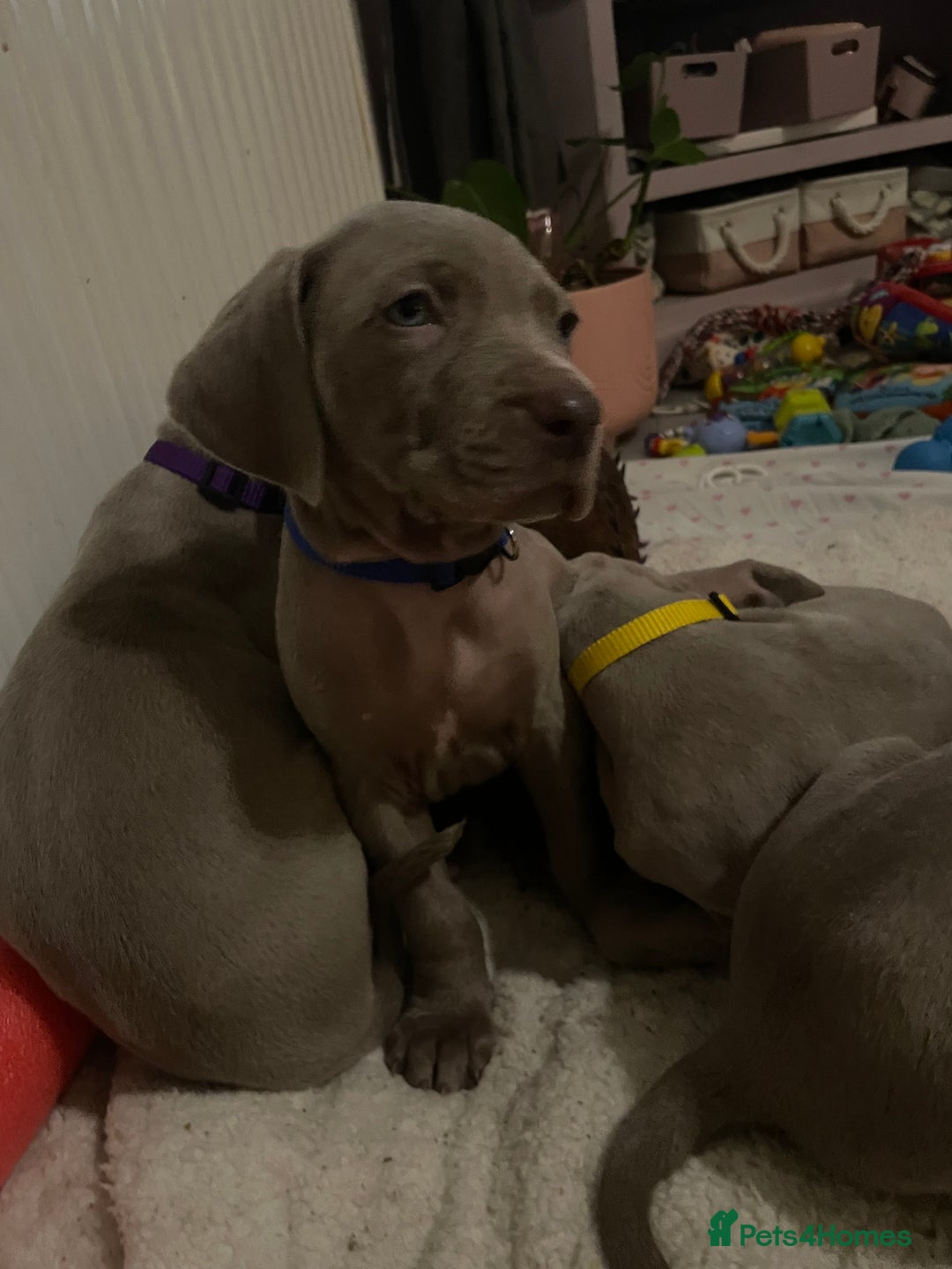 Weimaraner dogs for sale: KC registered Silver puppies - Advert 26