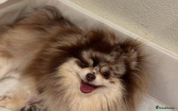 Pomeranian dogs for sale: Adorable Pomeranian Puppies for Sale. - Image 6