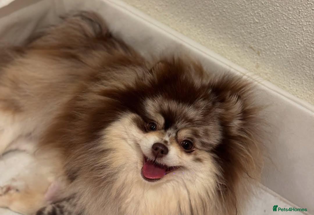 Pomeranian dogs for sale: Adorable Pomeranian Puppies for Sale. - Image 6