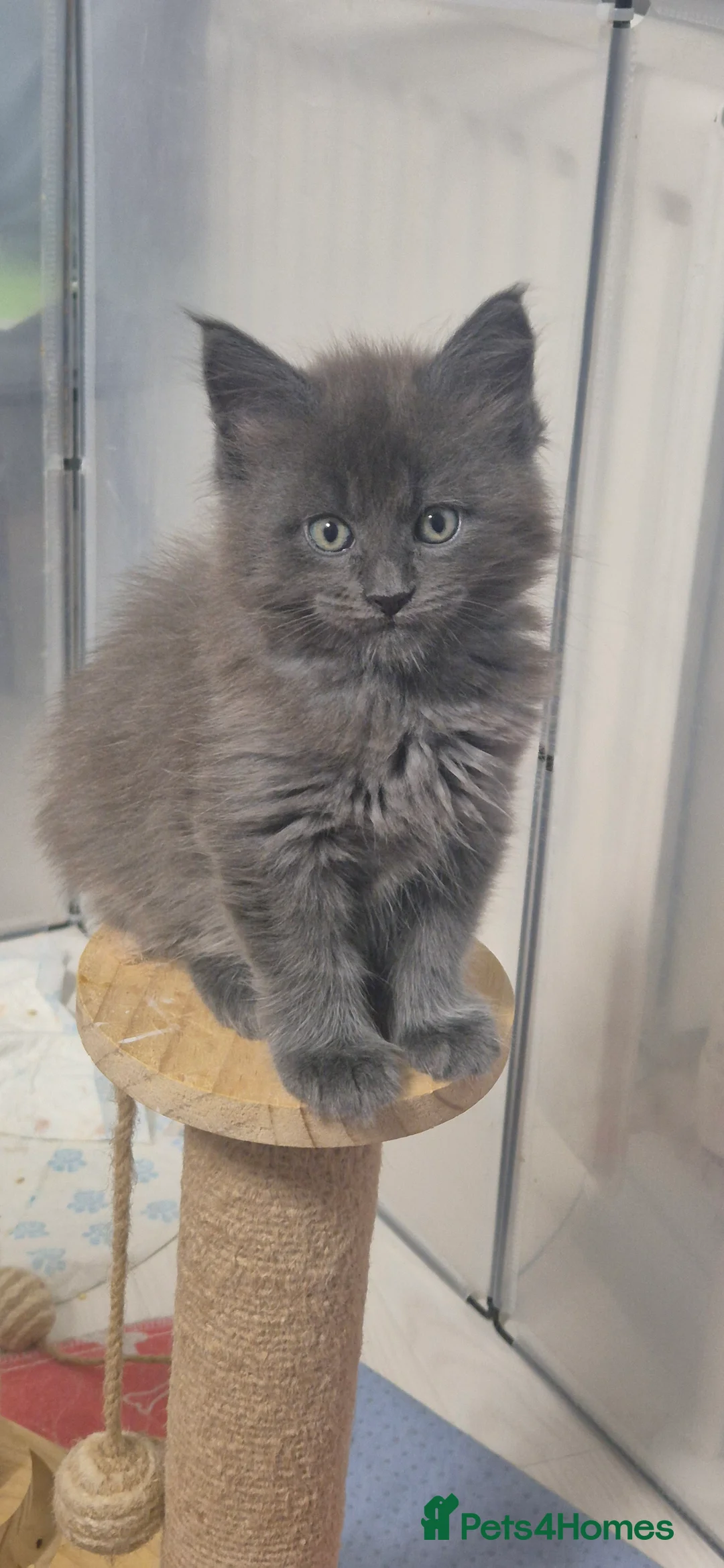 Maine Coon cats for sale: Maine Coon kittens  - Advert 6