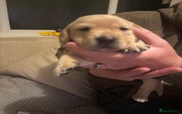 Springador dogs for sale: Labrador Puppies red/yellow health checked  - Image 6