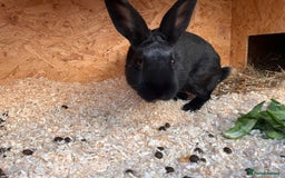 Mixed Breed rabbits for sale: English X New Zealand White male - Image 2